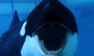 Blackfish-whale-mouth